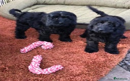 Cockapoo dogs for sale: Beautiful cockapoo f1 puppies - Image 6