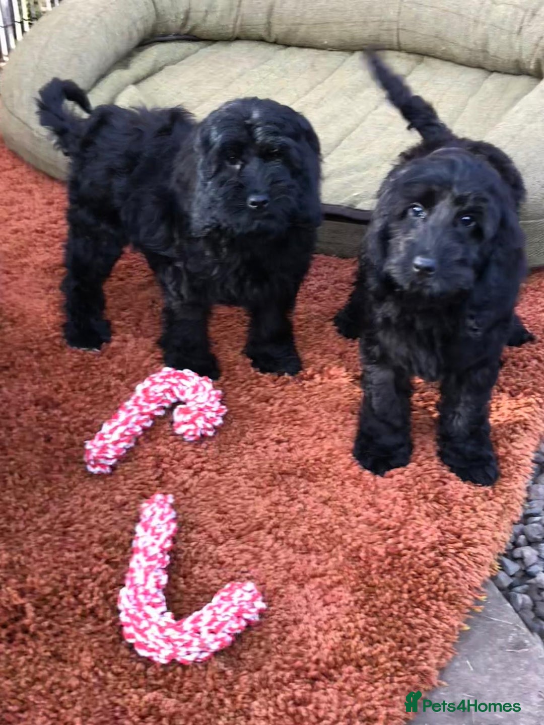 Cockapoo dogs for sale: Beautiful cockapoo f1 puppies - Image 6