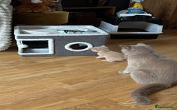 British Shorthair cats for sale: Stunning British Blue Shorthair Kittens - Image 4