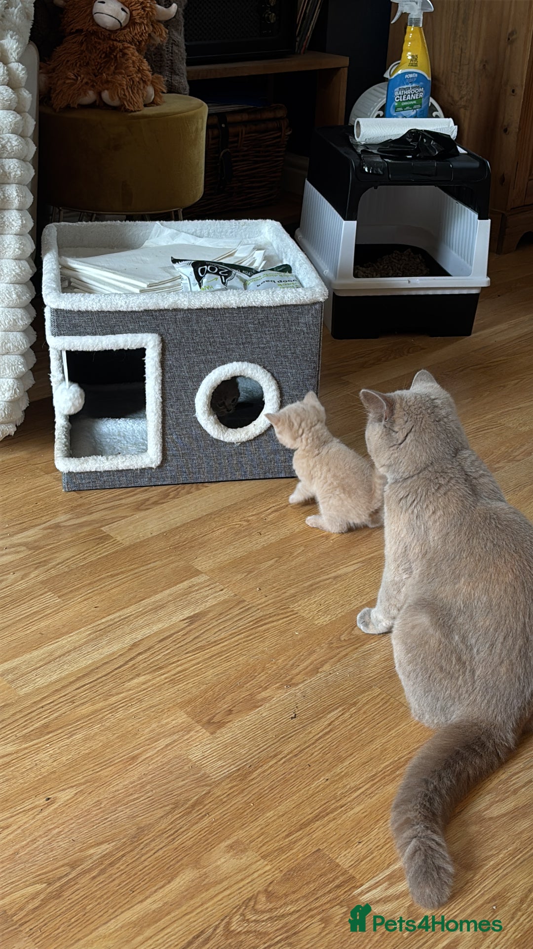 British Shorthair cats for sale: Stunning British Blue Shorthair Kittens - Image 4