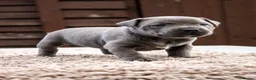 Staffordshire Bull Terrier dogs for sale: Amazing Staffordshire bull terrier litter!  in Welwyn Garden City - Advert 32