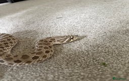 Snake reptiles for sale: Female Western Hognose  - Image 4