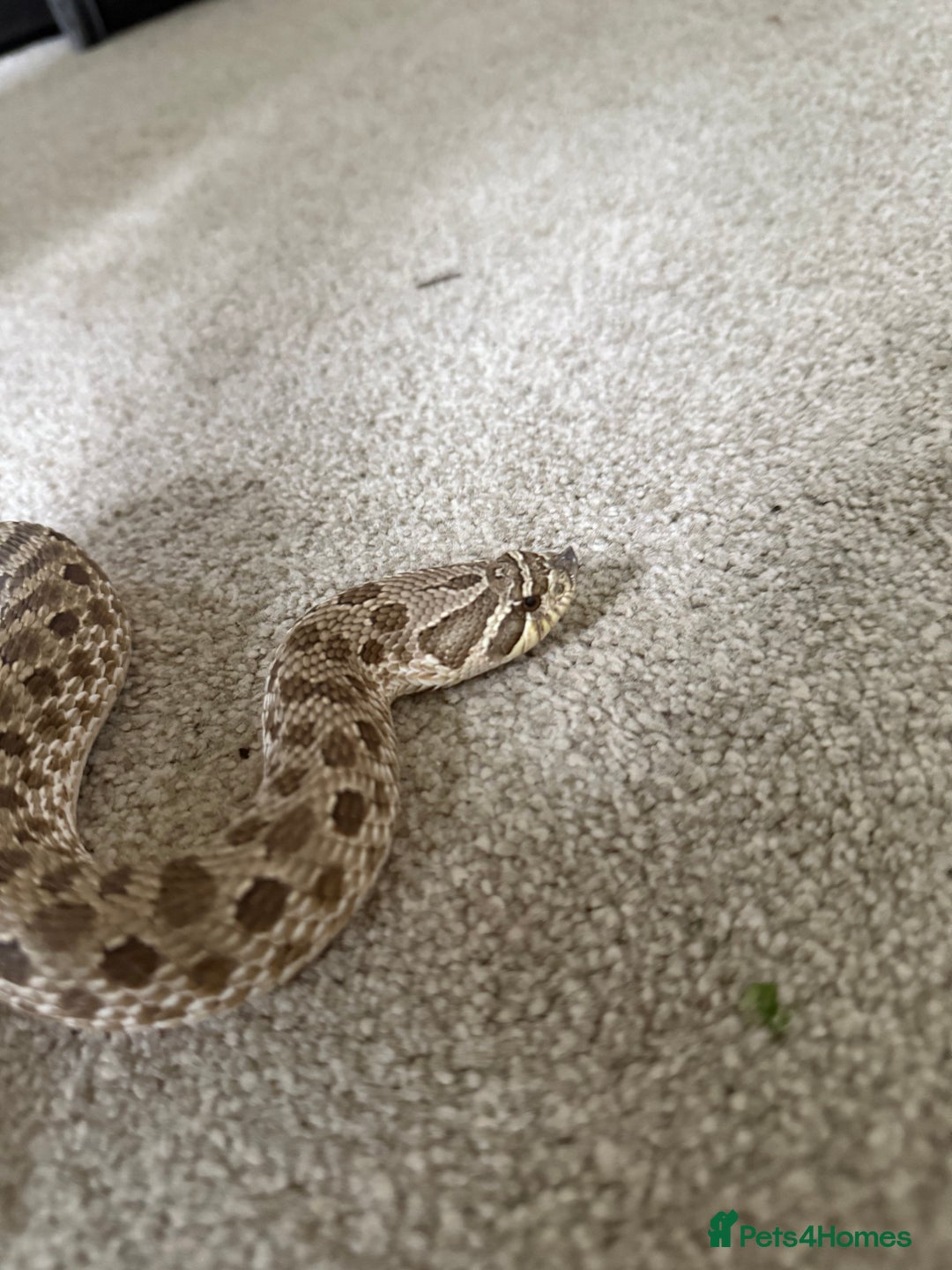Snake reptiles for sale: Female Western Hognose  - Image 4