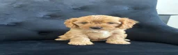 Cavapoo dogs for sale: Stunning F1 Cavapoo health tested parents  - Advert 18