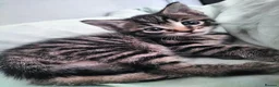 Mixed Breed cats for sale: 5 Beautiful Tabby Kittens - Advert 12