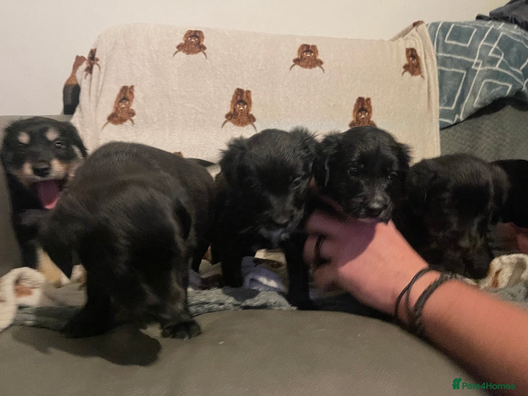 Mixed Breed dogs for sale: 🌟 Collie x Golden Retriever Puppies 🌟 - Image 5