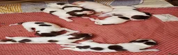 Italian Spinone dogs for sale: KC reg Italian Spinone  Puppies  - Advert 5