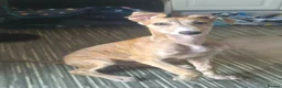 Lurcher dogs for sale: Male lurcher pup  - Advert 2