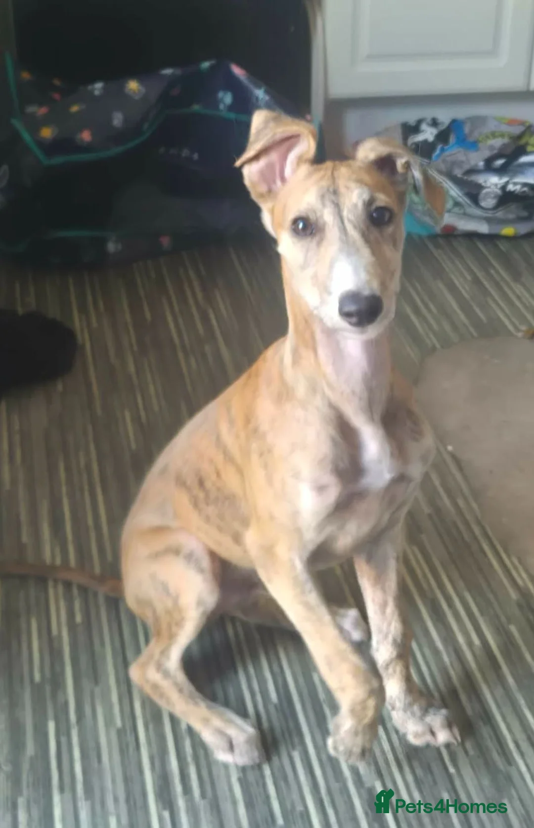 Lurcher dogs for sale: Male lurcher pup  - Advert 2