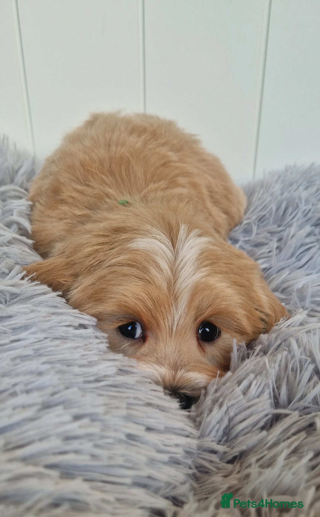 Maltipoo dogs for sale:  Beautiful health clear Maltipoo's - Advert 6
