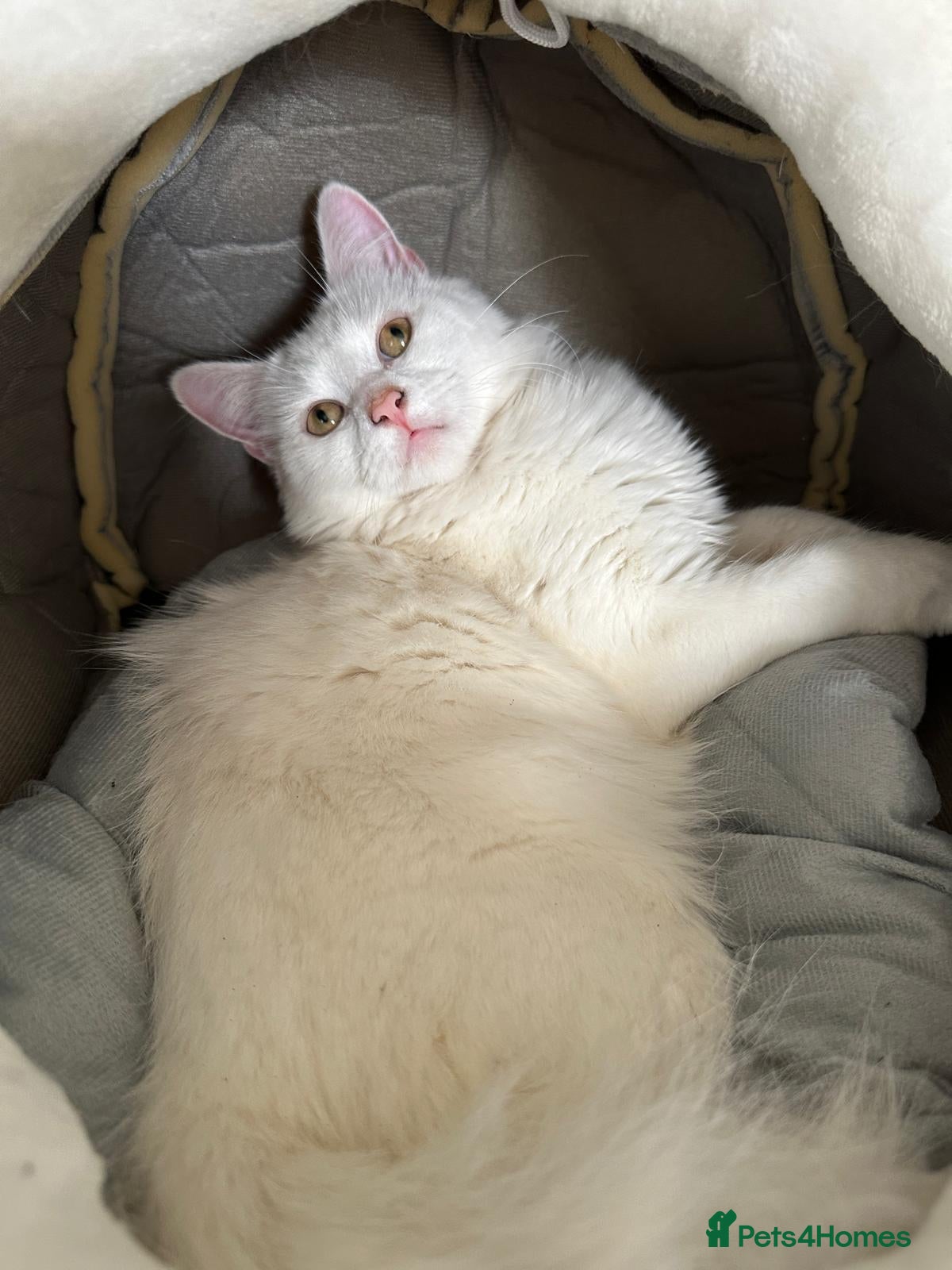 Turkish Angora cats Nearly 2 years old turkish angora cat - Advert 17