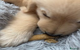 Golden Retriever dogs for sale: Golden Retriever Puppy - Image 2