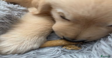Golden Retriever dogs - Advert 8