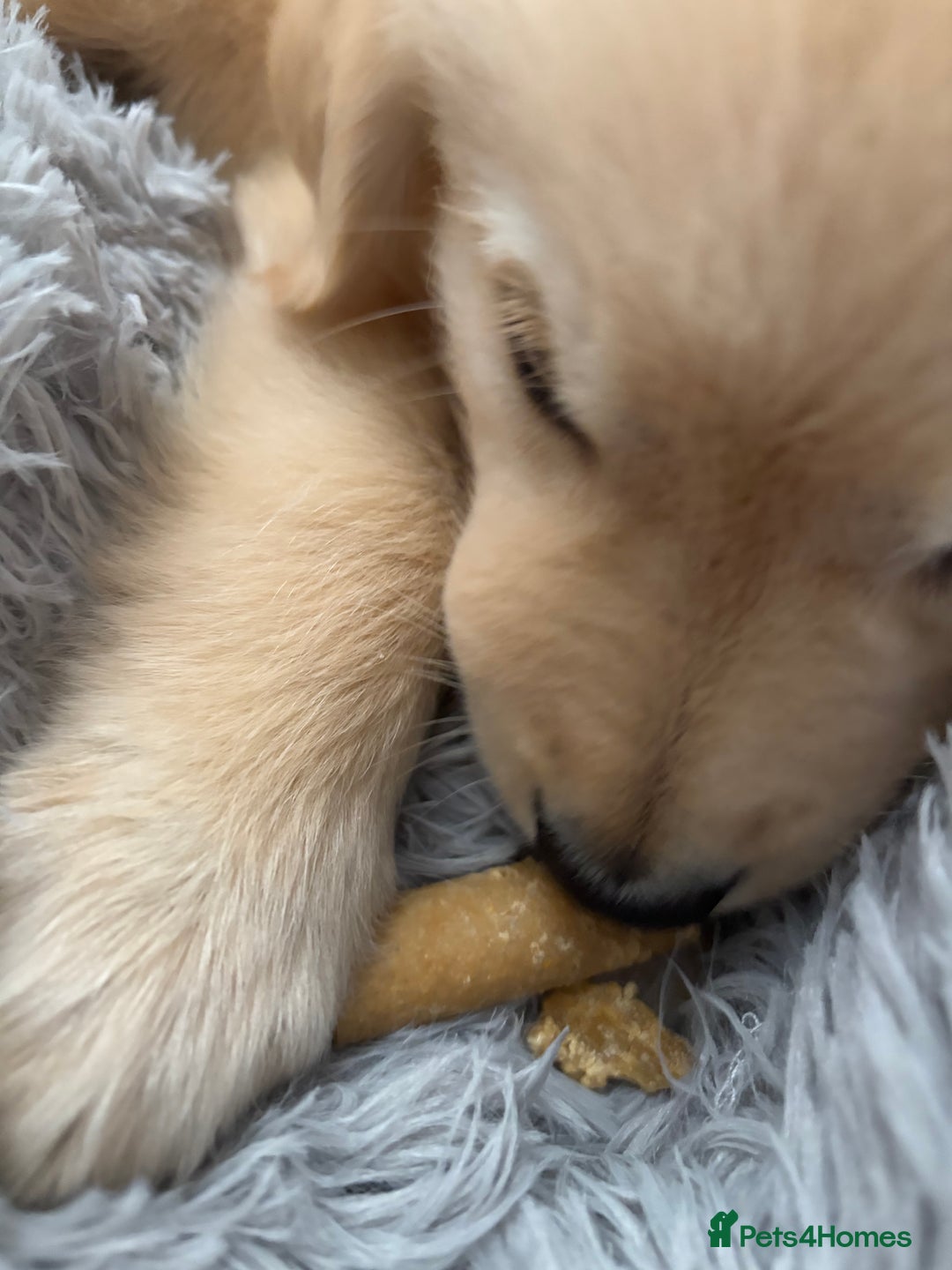 Golden Retriever dogs for sale: Golden Retriever Puppy - Image 2