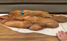 Hungarian Vizsla dogs for sale: Amazing Hungarian vizsla puppies - Image 3