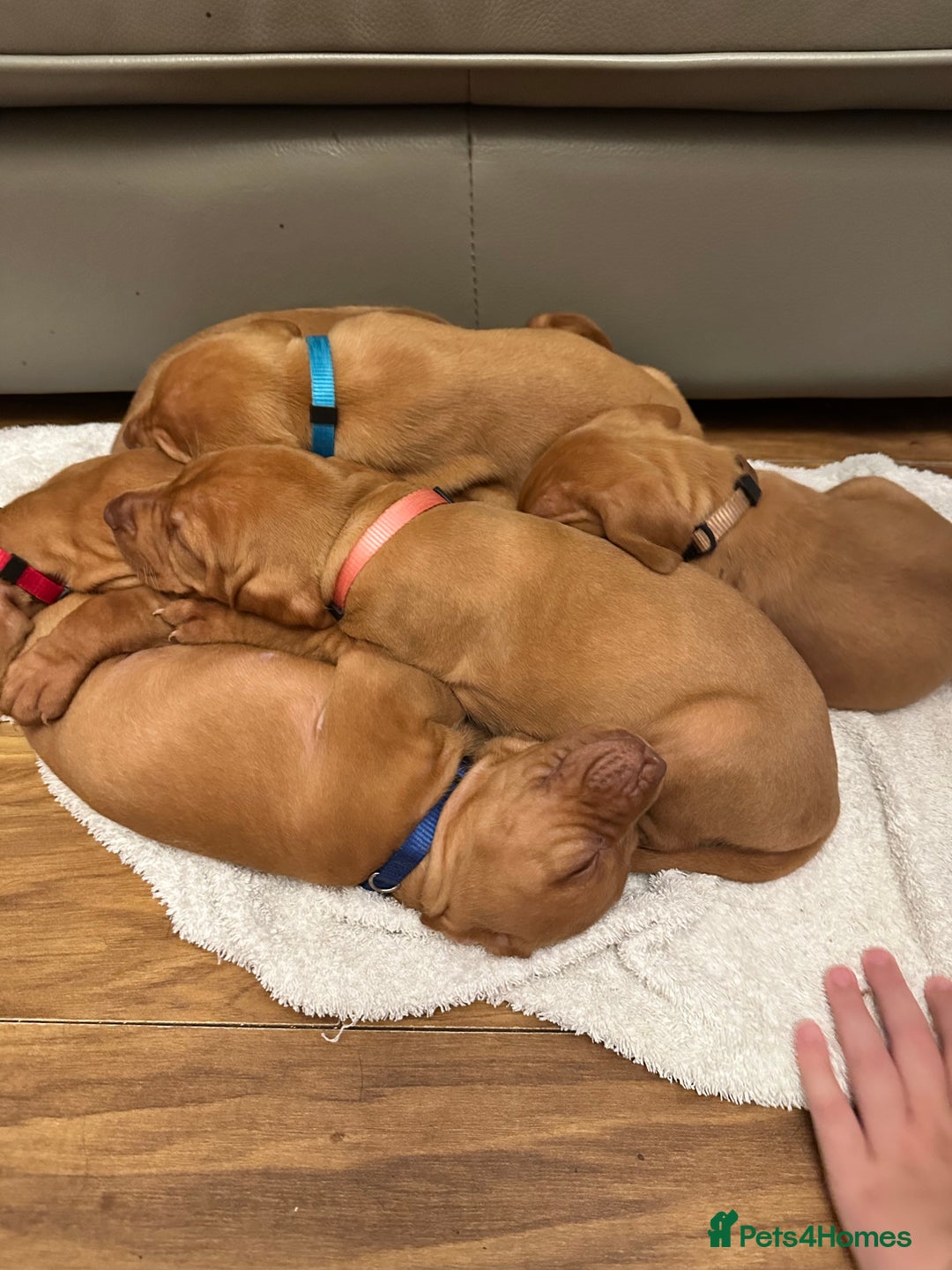 Hungarian Vizsla dogs for sale: Amazing Hungarian vizsla puppies - Image 3