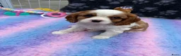 Cavalier King Charles Spaniel dogs for sale: Extensively Health Tested Cavilier King Charles - Advert 7