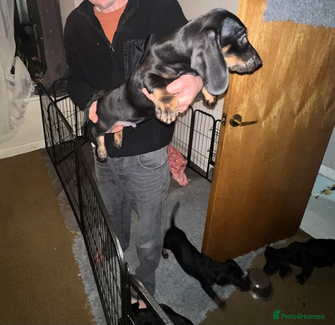 Dachshund dogs for sale: Dachshund puppies - Advert 8