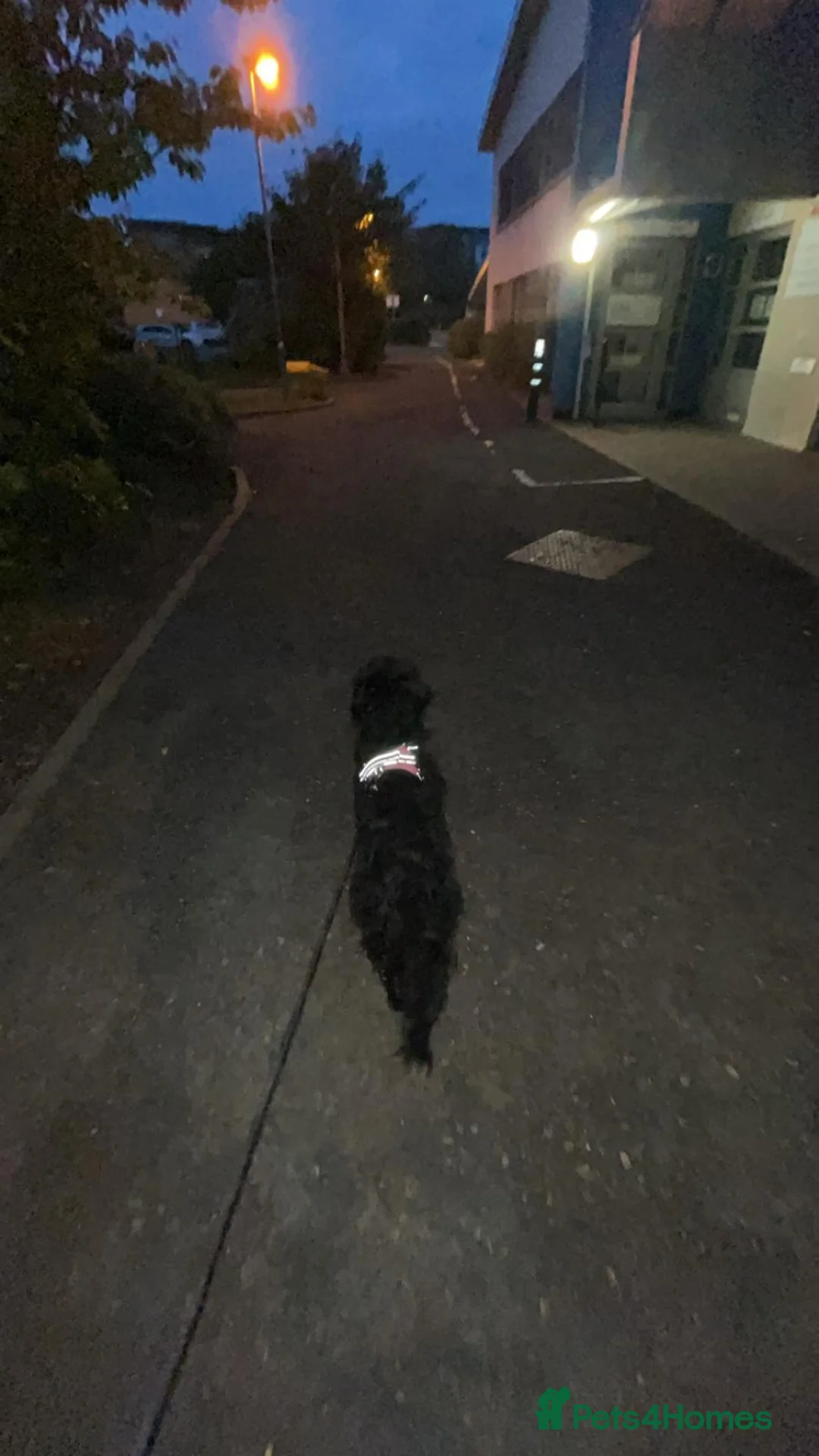 Mixed Breed dogs for sale: (Gone) Beautiful Female Cockapoo  - Advert 5