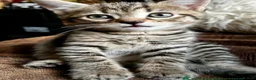 Bengal cats for sale: Glittery Bengal X With Famous References! - Advert 4