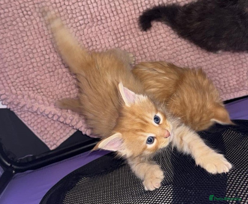 Maine Coon cats 4 Affectionate Maine Coon Kittens For Sale  - Advert 9