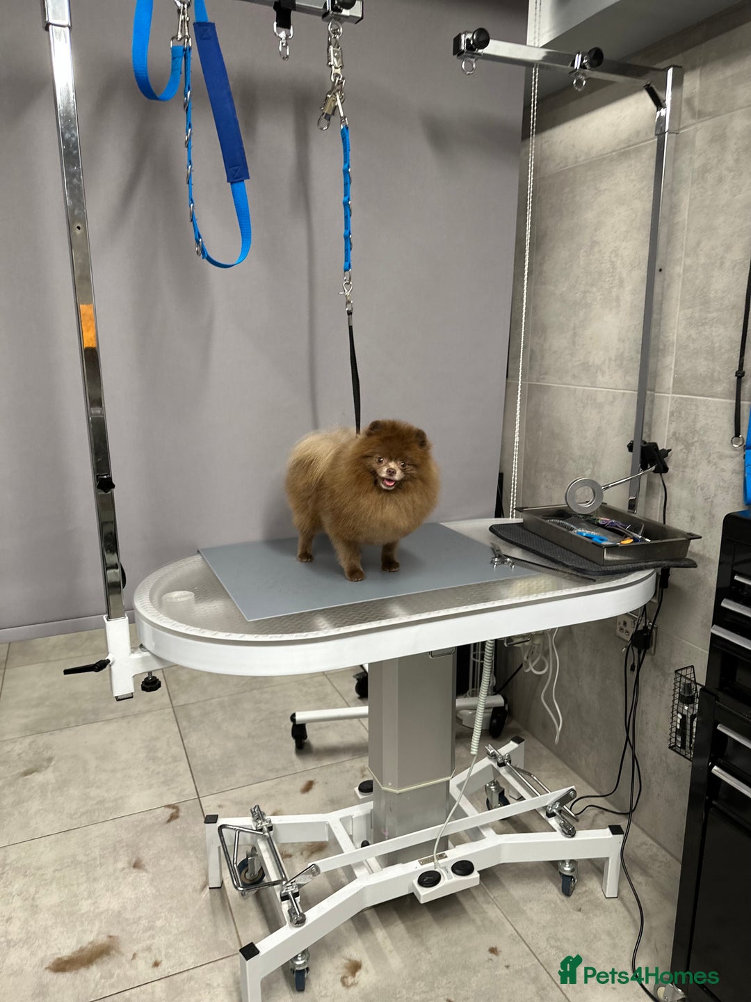 Pomeranian dogs for stud: Lilac and tan carrier tiny boy for stud in Lanark - Advert 8