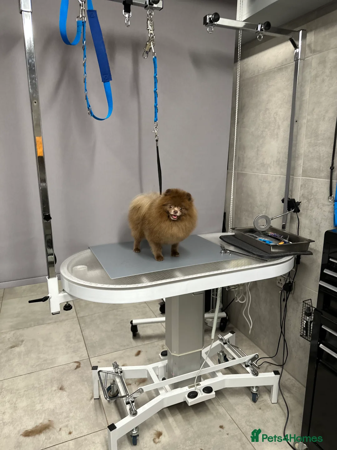 Pomeranian dogs for stud: Lilac and tan carrier tiny boy for stud in Lanark - Advert 8