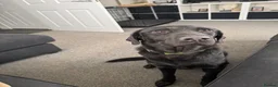 Labrador Retriever dogs for sale: Gorgeous 13-Month-Old Male Labrador Retriever  - Advert 8