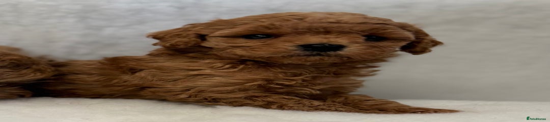Toy Poodle Puppy 3