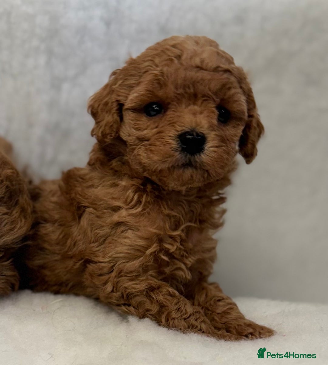 Toy Poodle dogs for sale: Asian toy poodles  - Image 3