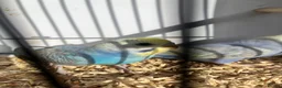 Budgerigars birds for sale: Stunning mutations  - Advert 23