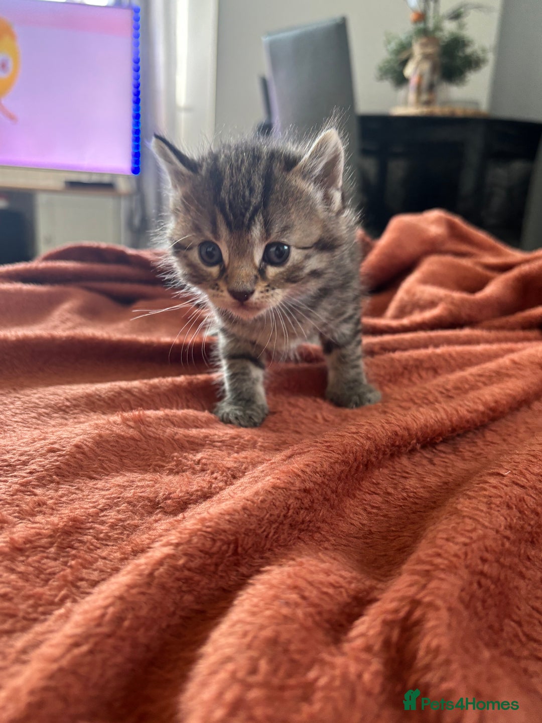 Mixed Breed cats for sale: Half bengals  - Image 21