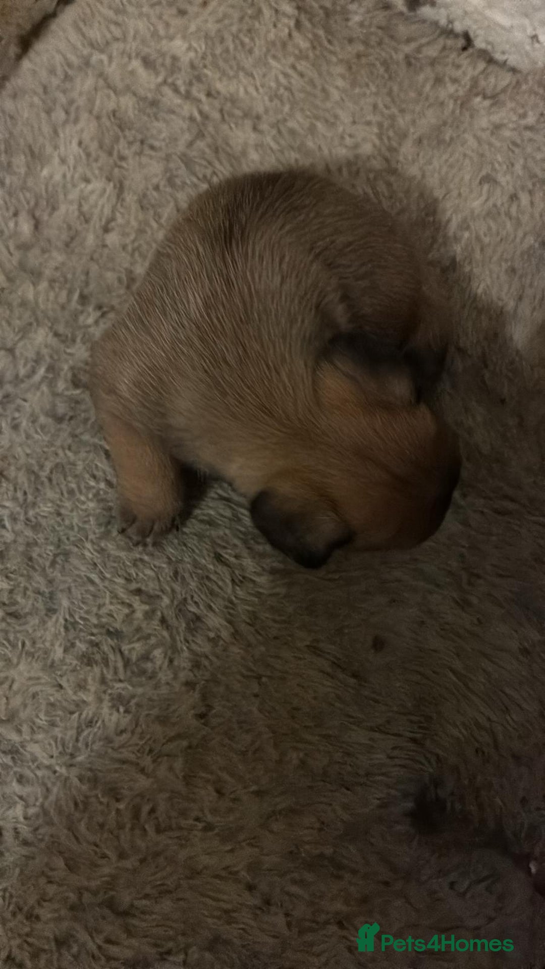 Chihuahua dogs for sale: Baby girl full chihuahua  - Advert 6