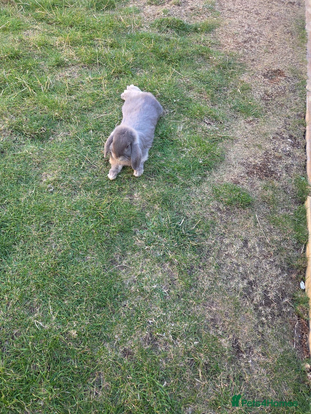 Mini Lop rabbits for sale: Mini Lop Male in Didcot - Advert 2