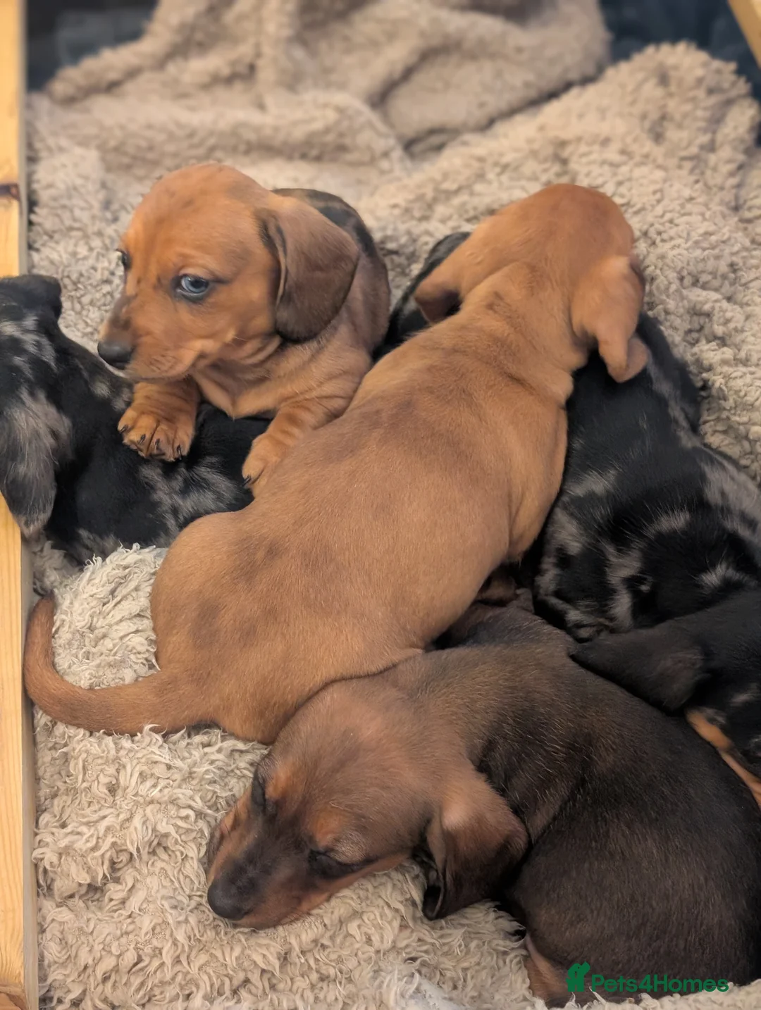 Miniature Dachshund dogs for sale: Beautiful pups  - Advert 19