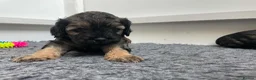 Cockapoo dogs for sale: Stunning American cockapoos in Wisbech - Advert 15