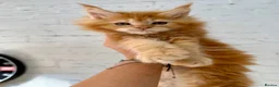 Maine Coon cats for sale: TICa reg 9 XXL Massive Red Kittens - Advert 16
