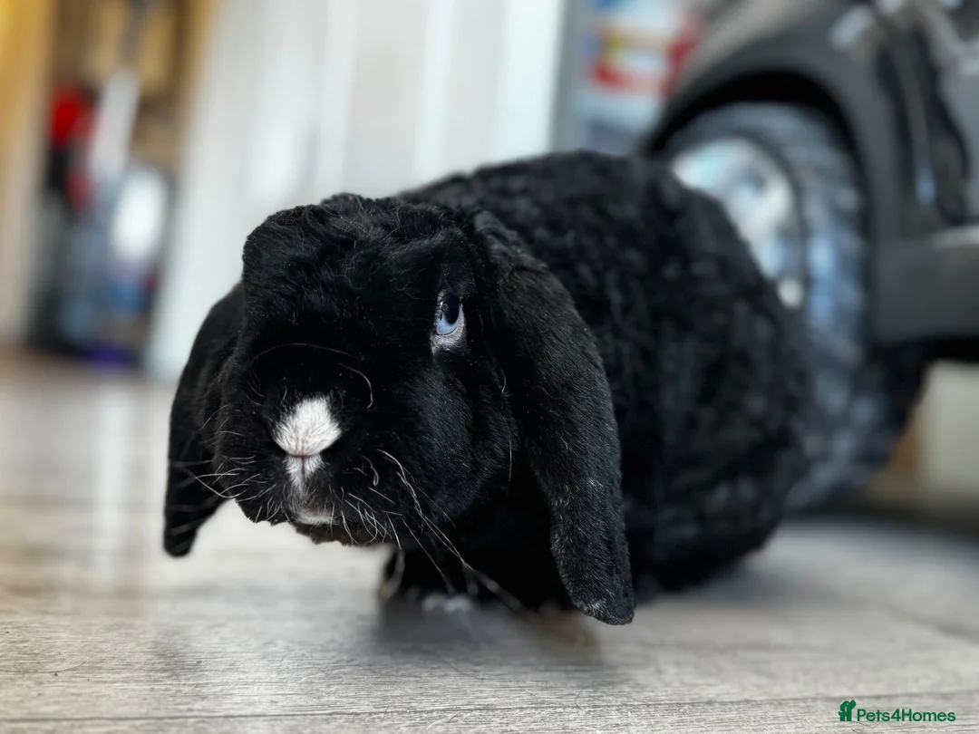 Mini Lop rabbits for sale: Male rabbit in Blakeney - Advert 1