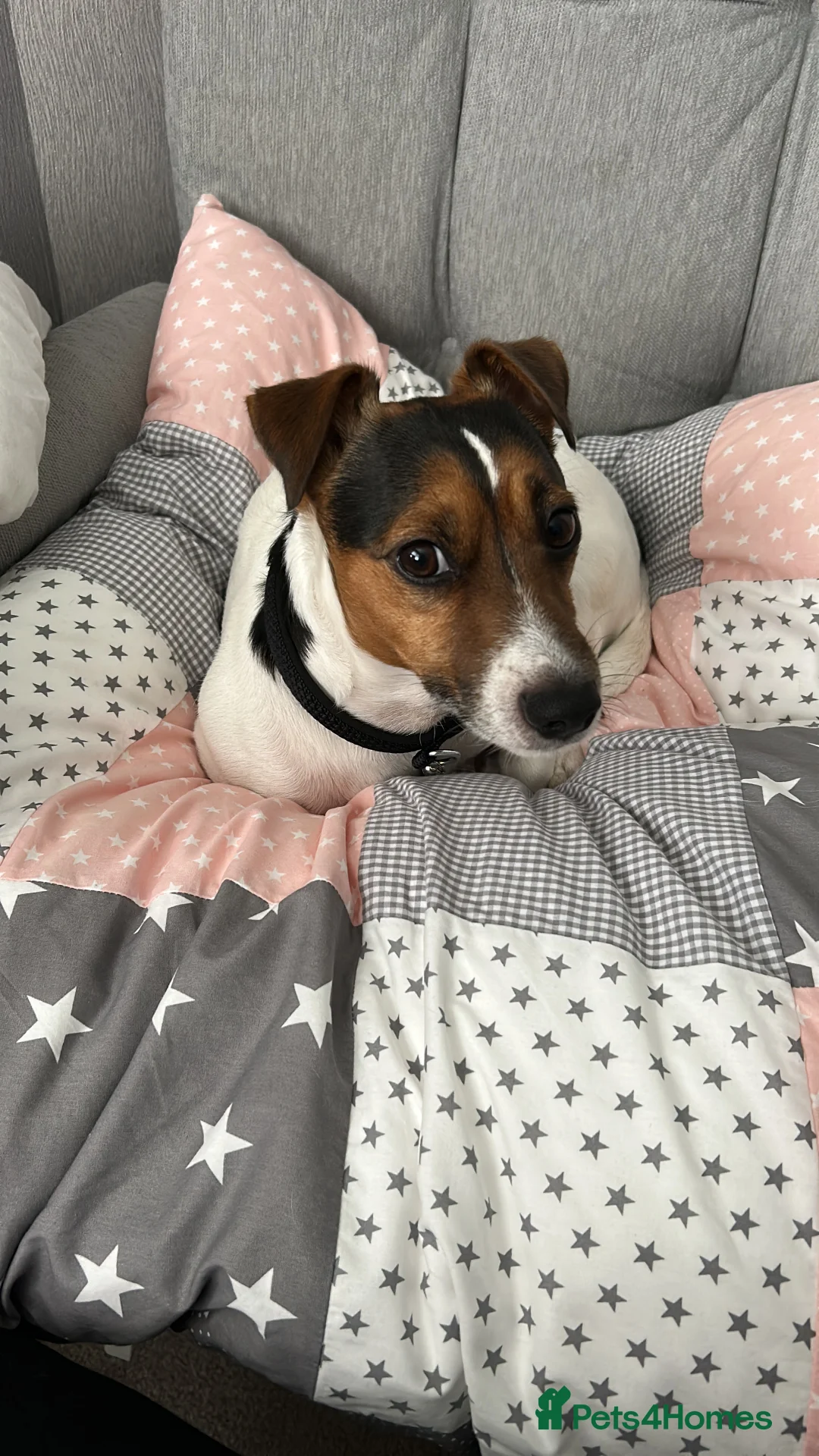 Jack Russell dogs for stud: Jack Russell for Stud in Basildon - Advert 6
