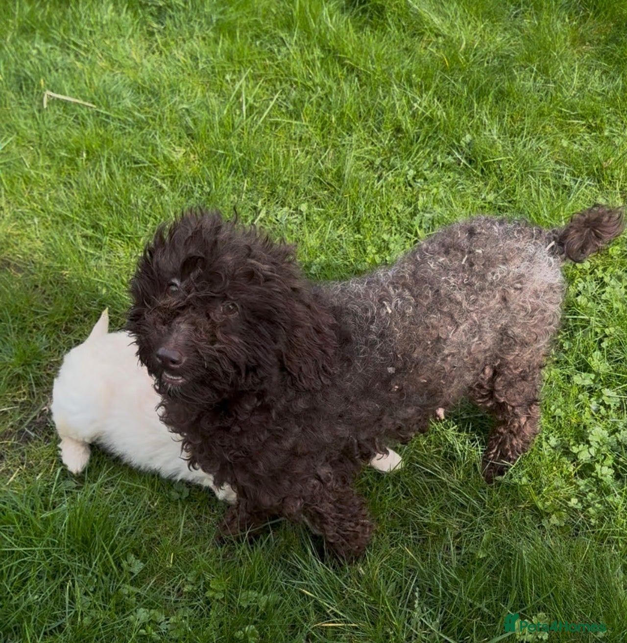 Goldendoodle dogs Stunning Goldendoodle puppies  - Advert 4