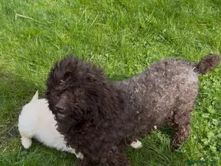 Goldendoodle dogs Stunning Goldendoodle puppies - Advert 4