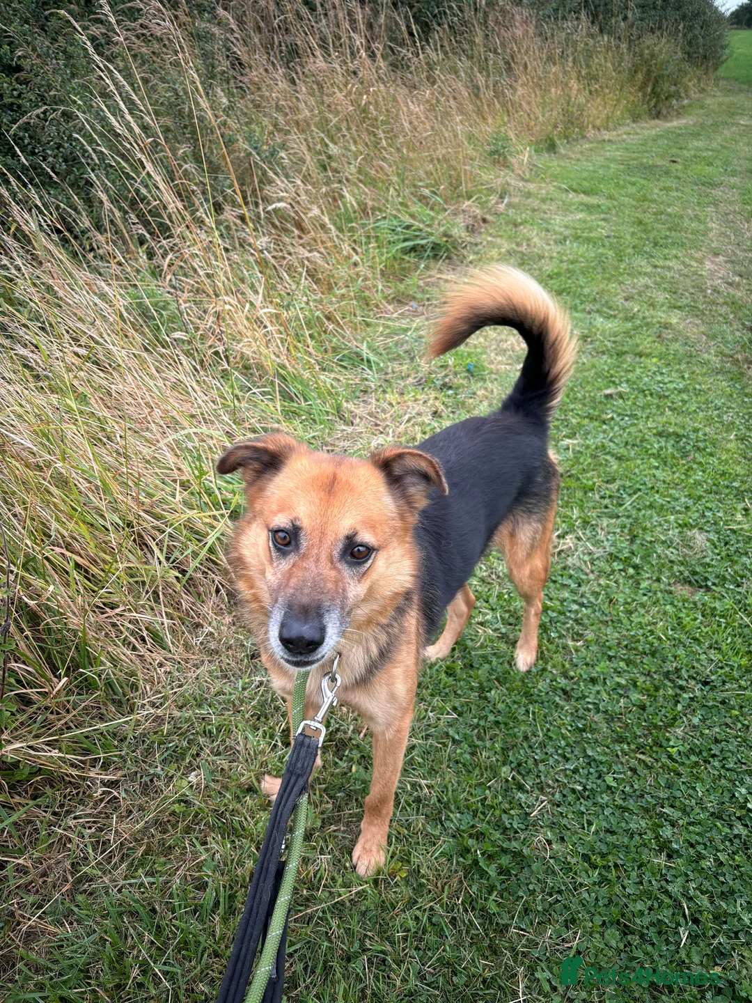 Mixed Breed dogs for adoption: Meet Star, currently residing in Cheshire  in Nantwich - Advert 15