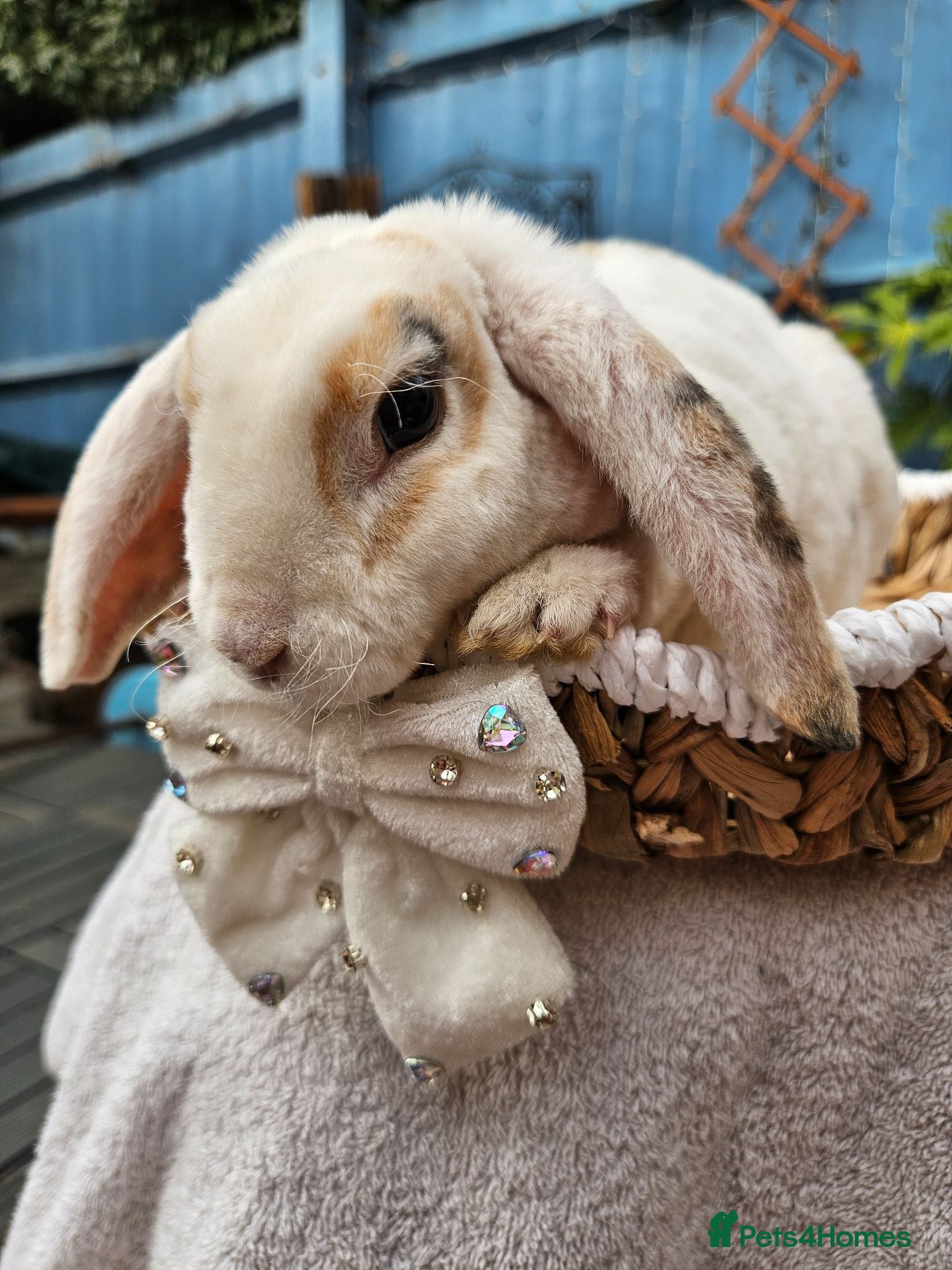 Mini Lop rabbits Purebred Mini Plush Lops- Suffolk - Advert 1