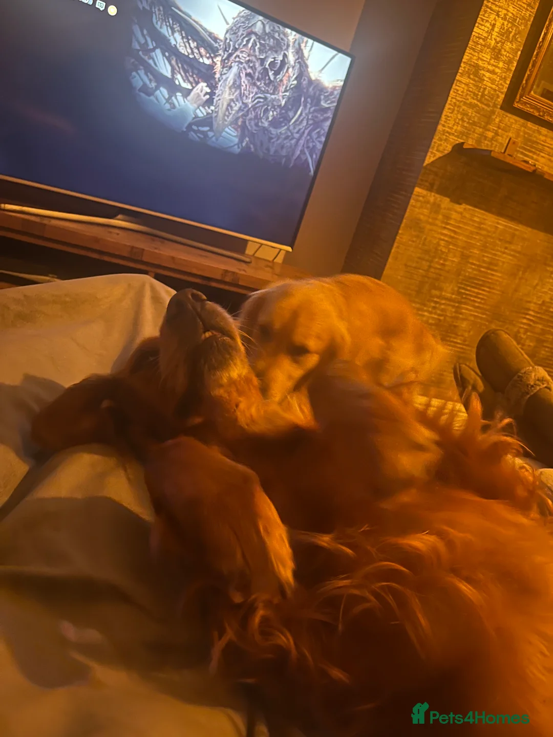 Golden Retriever dogs for sale: Low inbreeding coefficient puppies due soon  - Advert 14