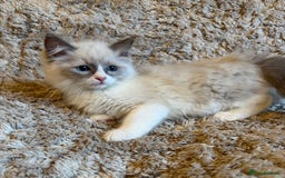 Ragdoll cats for sale: 4 pure ragdoll kittens for sale - Image 1