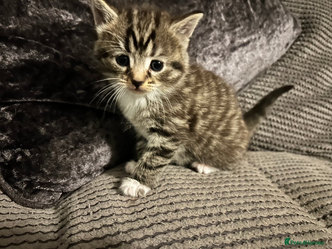 Mixed Breed cats for sale: Siamese x maincoon female kittens  - Advert 8