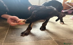 Mixed Breed dogs for sale: Saluki x lurcher puppy - Advert 9