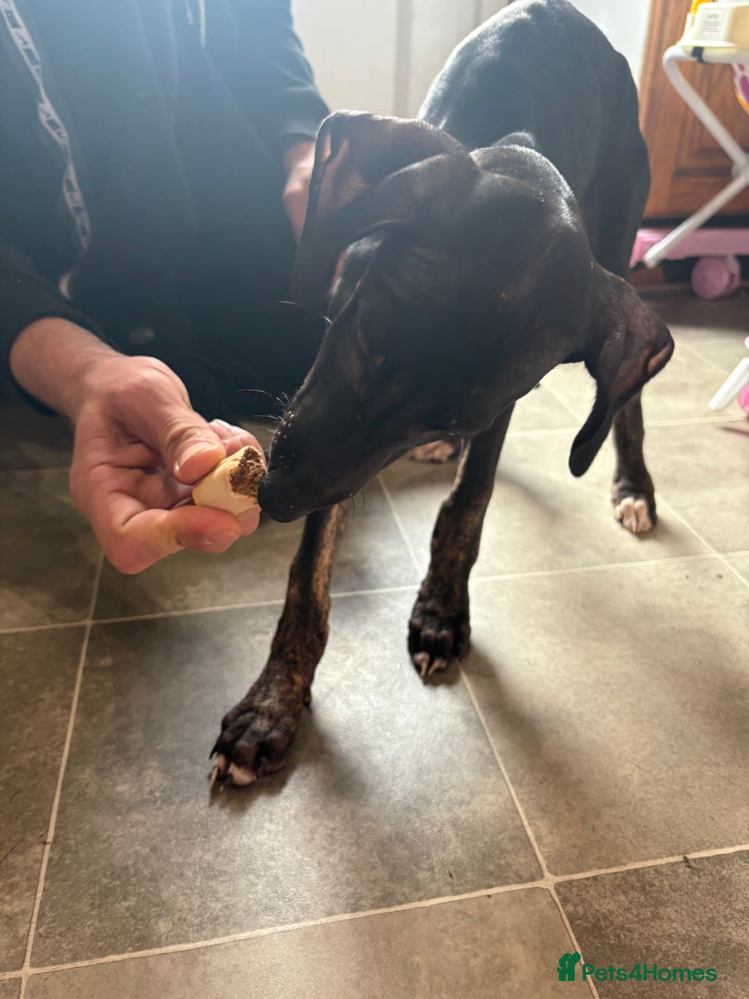 Mixed Breed dogs for sale: Saluki x lurcher puppy - Advert 9