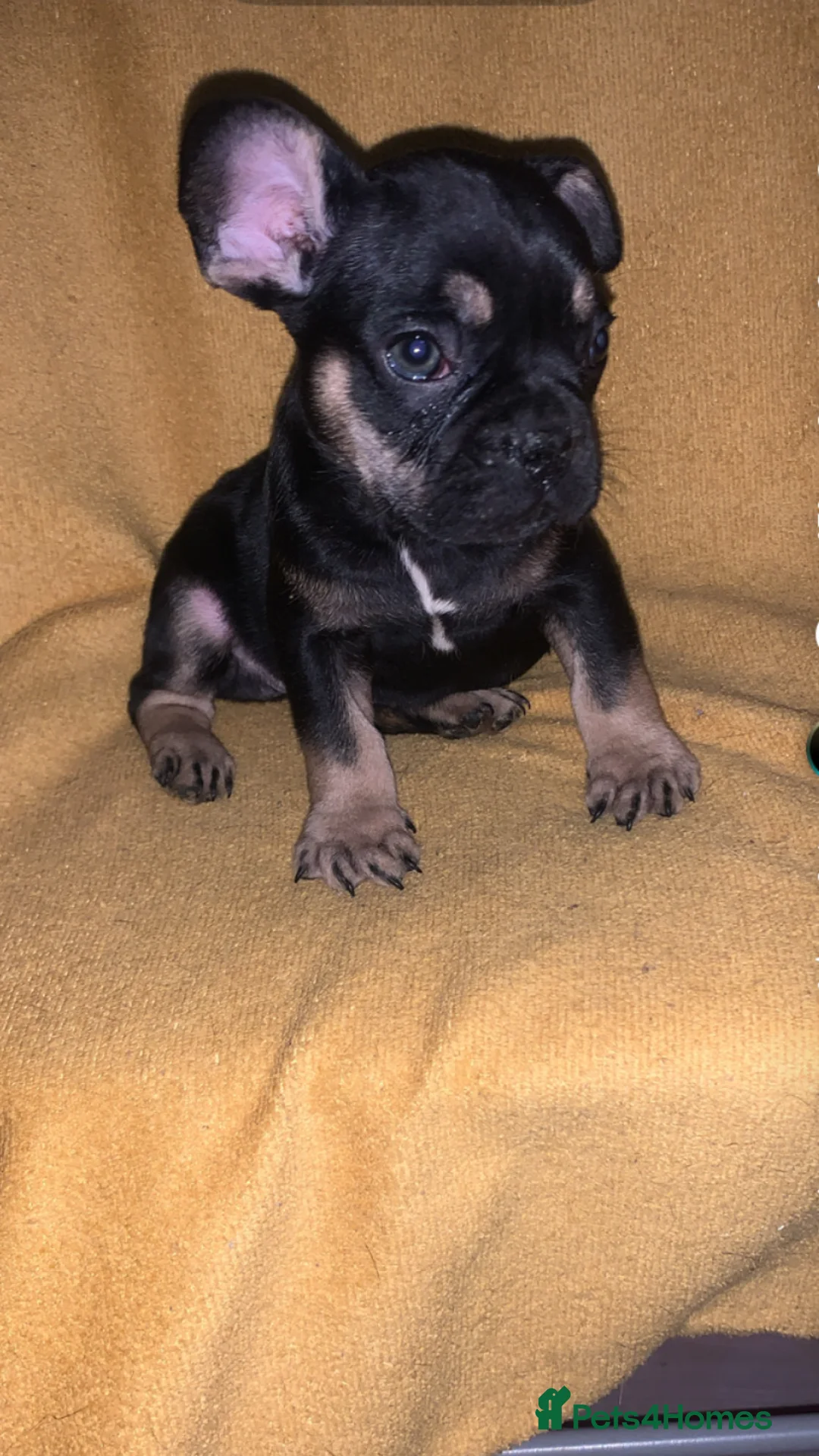 French Bulldog dogs for sale: 1 boy left French bulldog puppy's for sale  - Advert 10