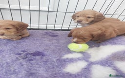 Cocker Spaniel dogs for sale: Health tested working cocker spaniels  - Image 22